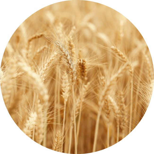 国産小麦のイメージ